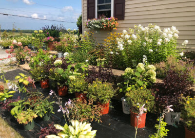 Summer Plant Clearance Sale