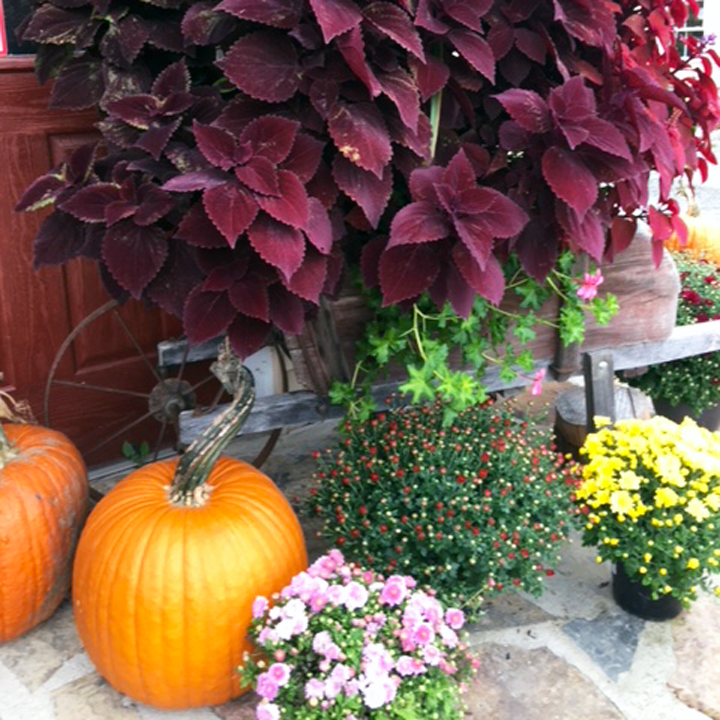 fall-plants-and-pumpkins Mums, asters, pumpkins and other fall plants at Breezy Acres in St. Albans