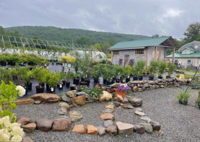 Perennials, Trees & Shrubs sale