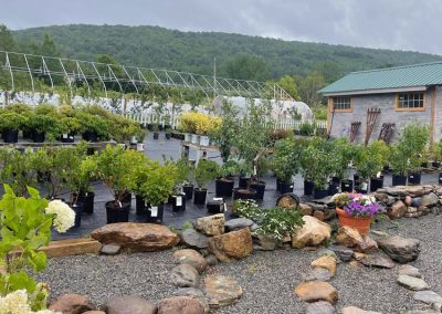 Perennials, Trees & Shrubs sale