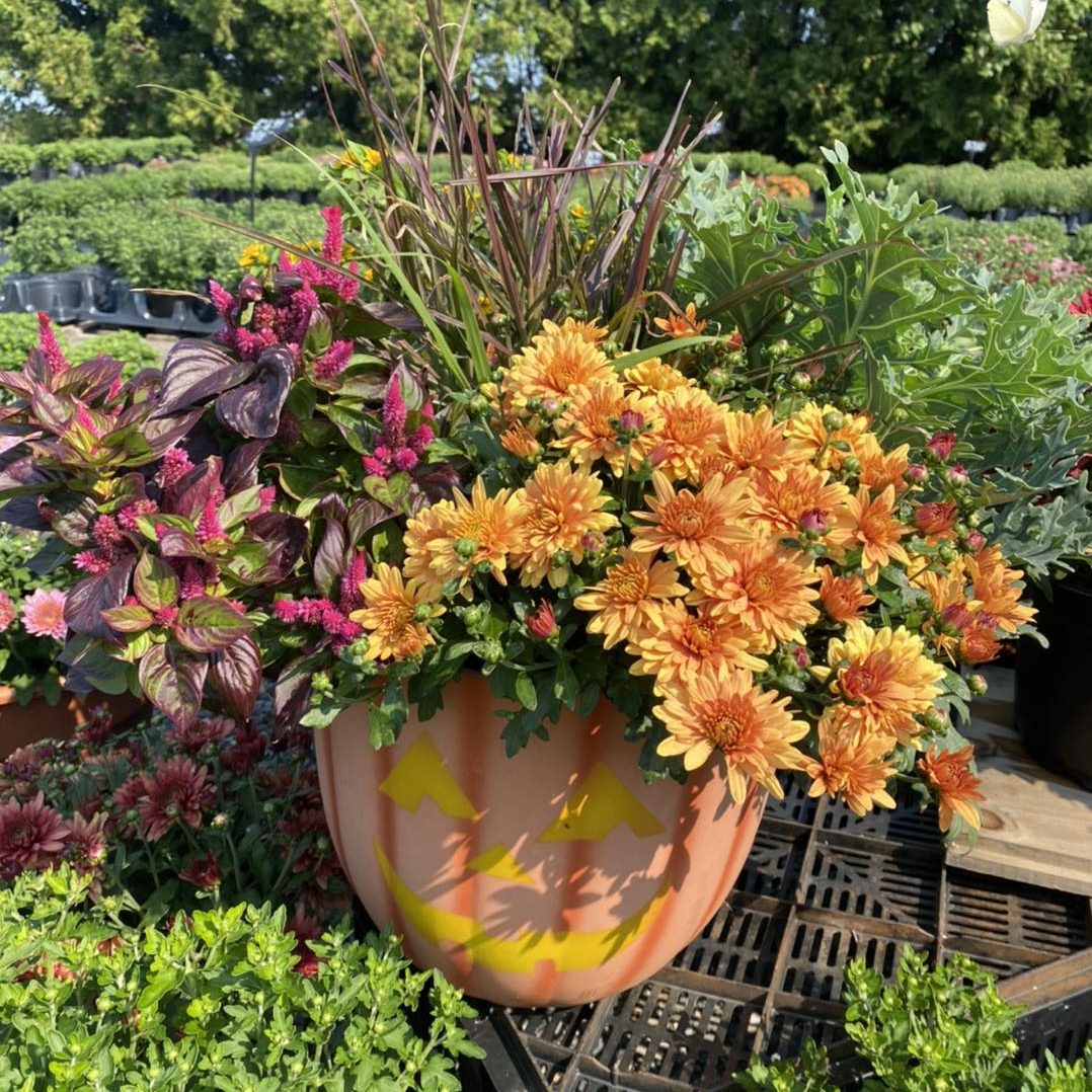 Mums are in stock!