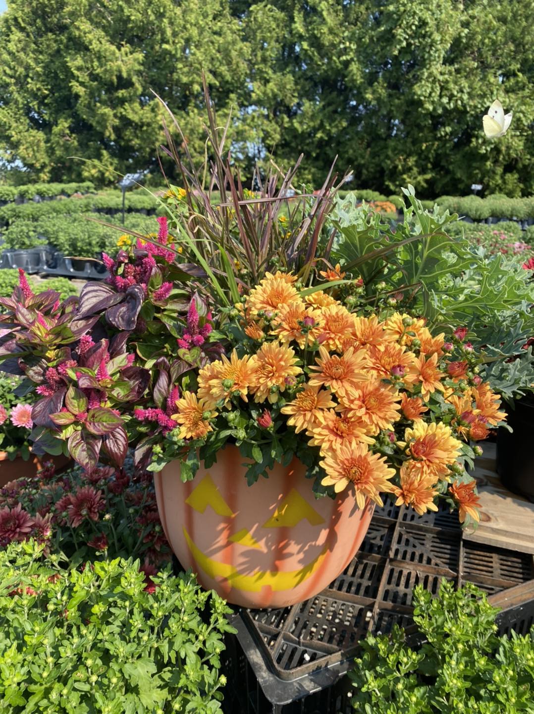 Mums are in stock!