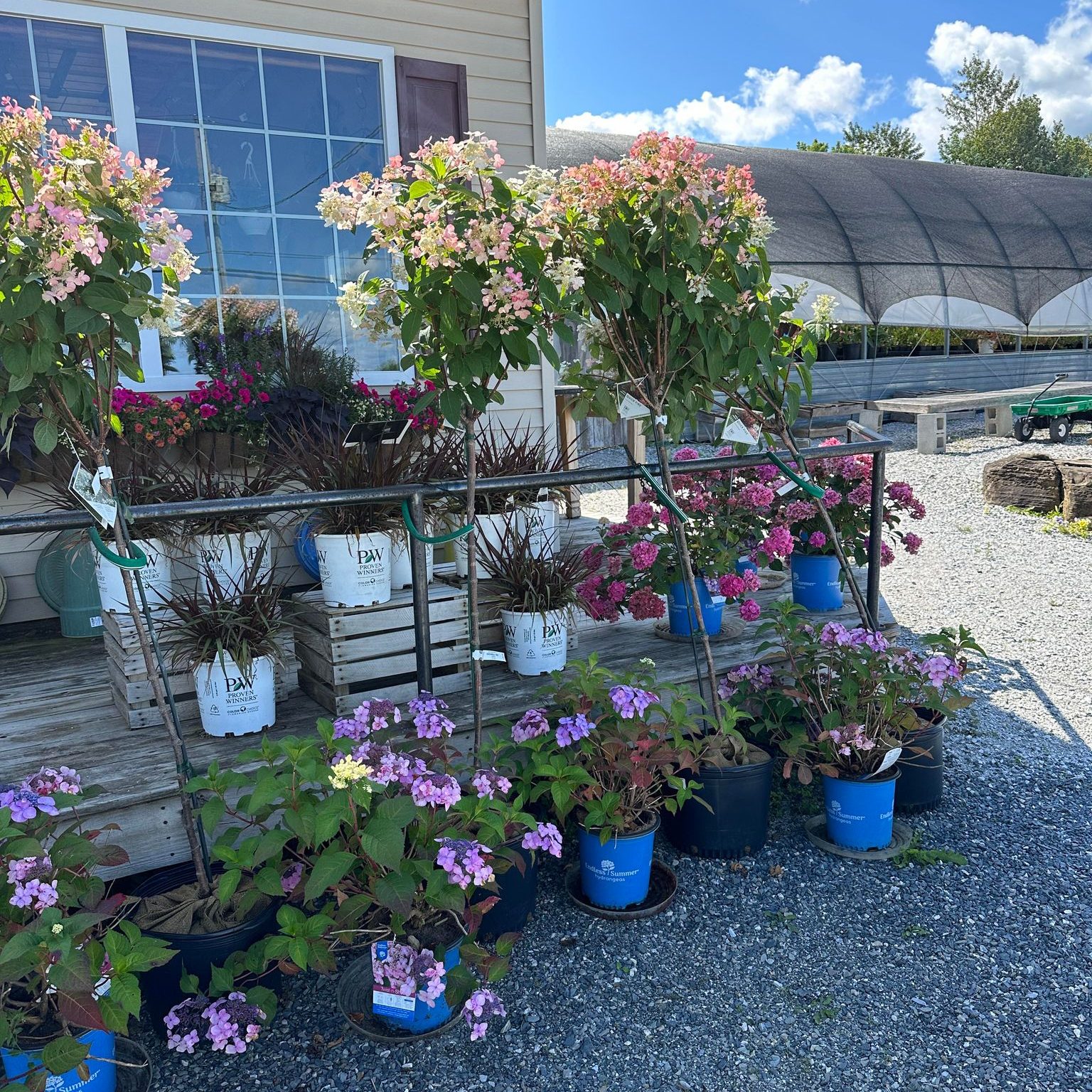 perennials, trees & shrubs on sale